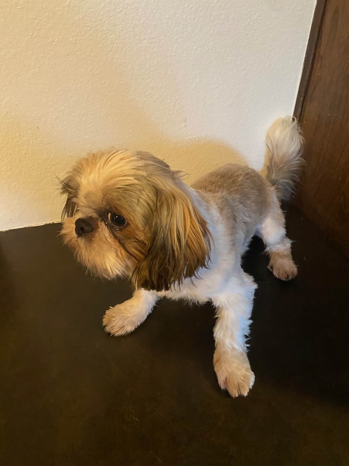 Shih Tzu Puppies Napa Valley wine country breeder image 12