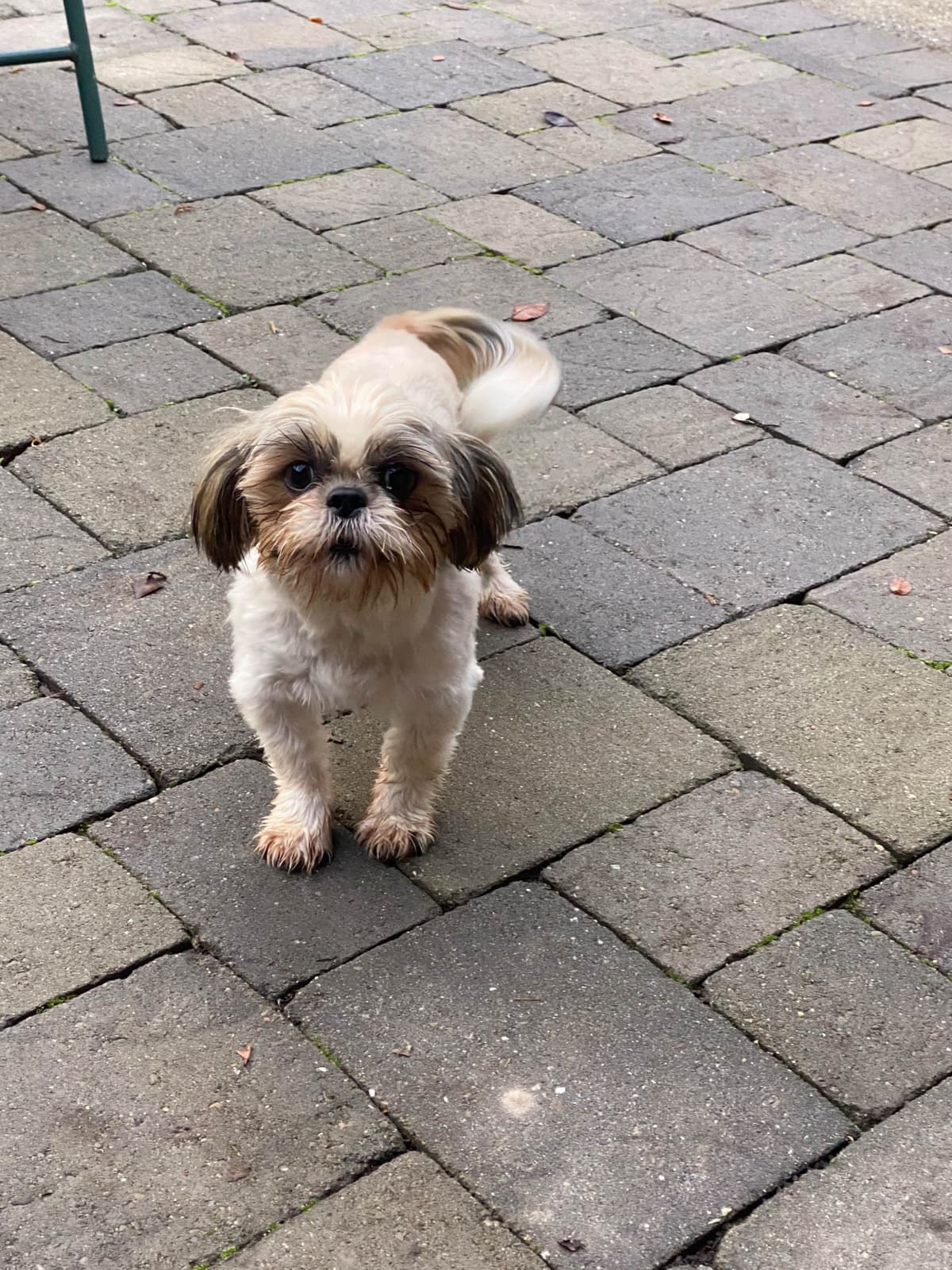 Shih Tzu Puppies Napa Valley wine country breeder image 13