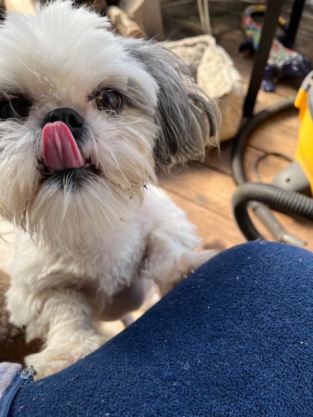 . He's such a good boy, so sweet and very well ca behaved media 2