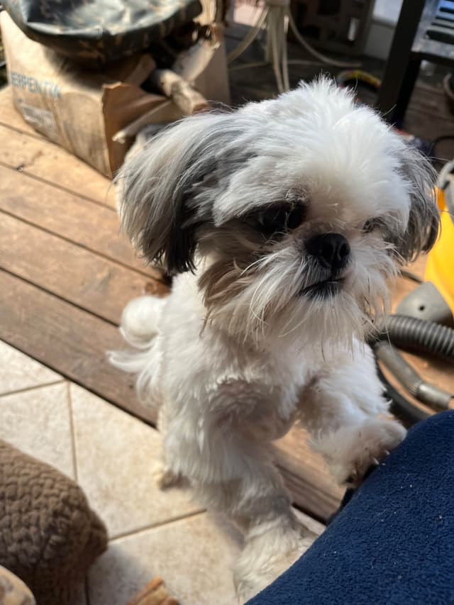 . He's such a good boy, so sweet and very well ca behaved media 3