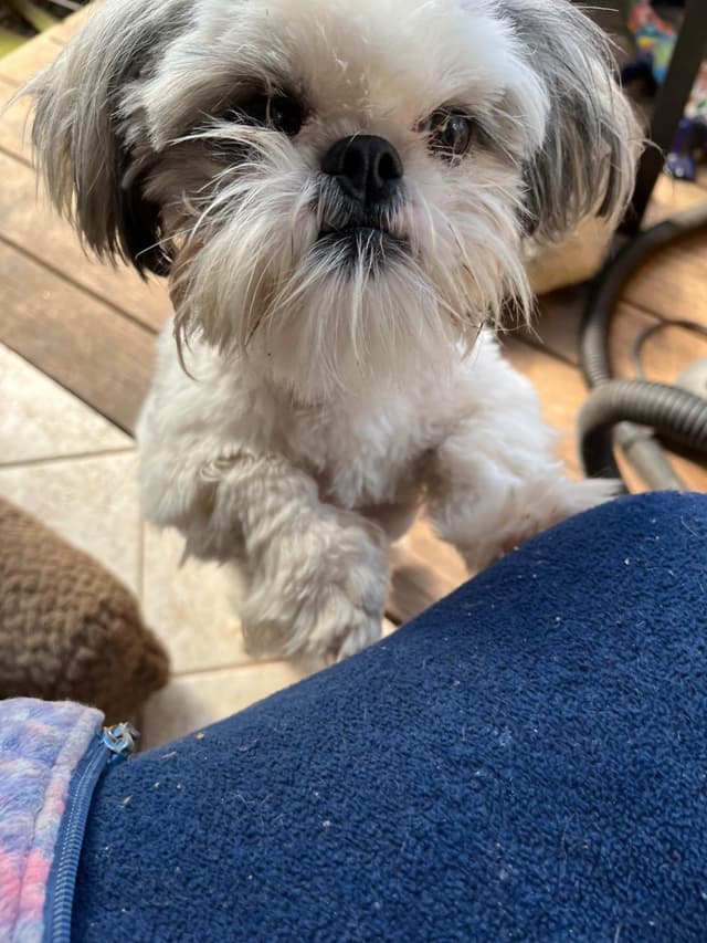 . He's such a good boy, so sweet and very well ca behaved media 4