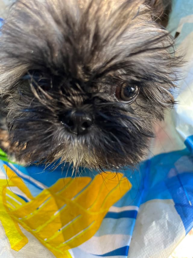 Shih Tzu Puppies Napa Valley wine country media 2