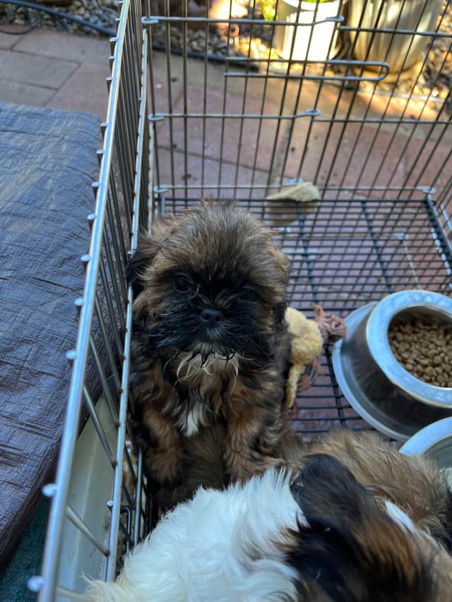 Shih Tzu Puppies, Napa Valley wine country, media 2