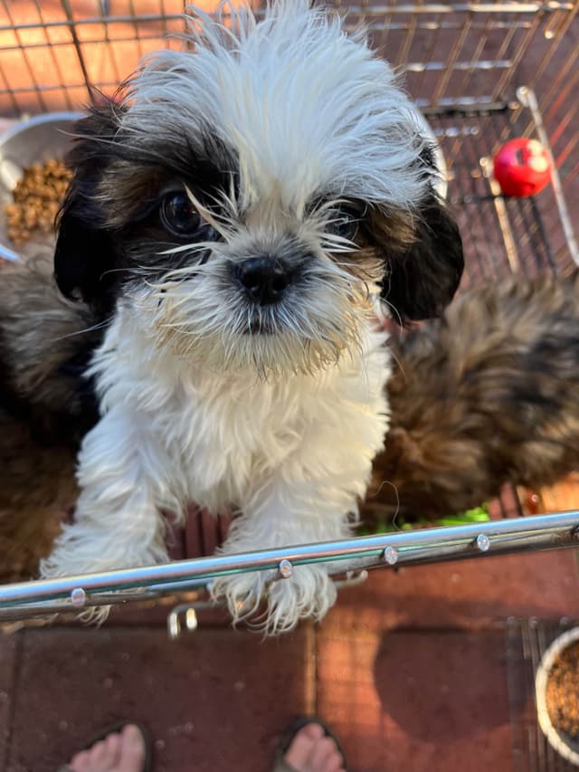 Shih Tzu Puppies, Napa Valley wine country, media 2
