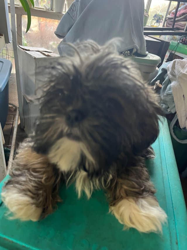Shih Tzu Puppies, Napa Valley wine country, media 3