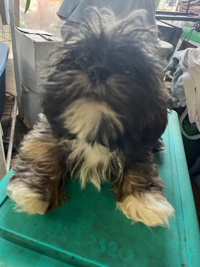 Shih Tzu Puppies, Napa Valley wine country, media 4