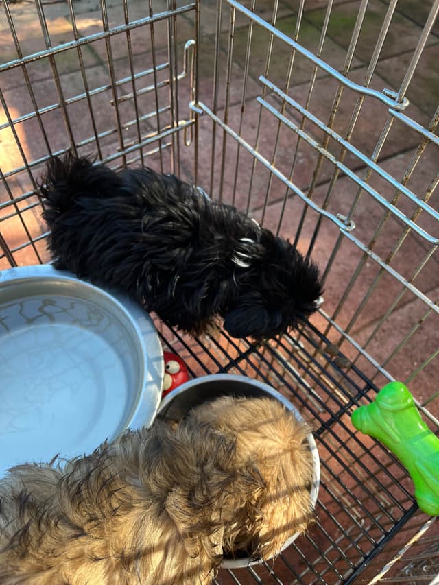 Shih Tzu Puppies, Napa Valley wine country, media 5