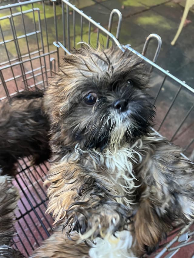 Shih Tzu Puppies Napa Valley wine country media 3