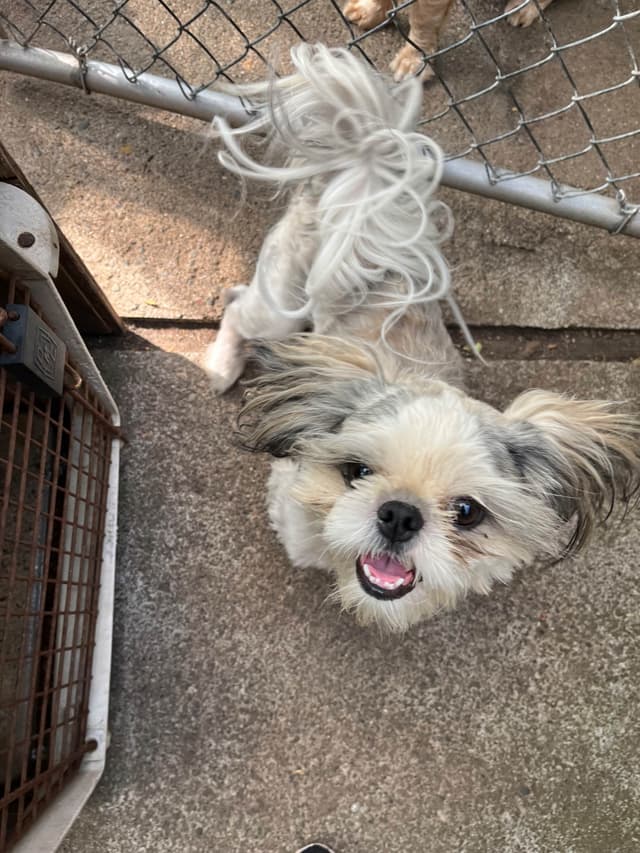 . He's such a good boy, so sweet and very well ca behaved media 9