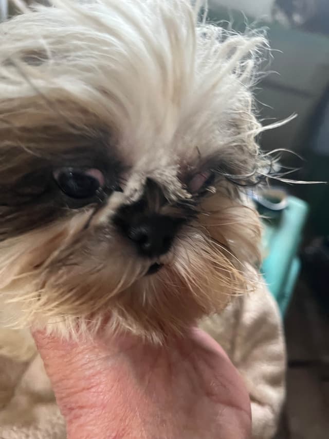 Shih Tzu Puppies, Napa Valley wine country, media 3