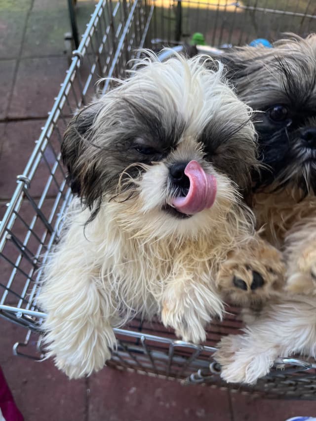 Shih Tzu Puppies, Napa Valley wine country, media 4