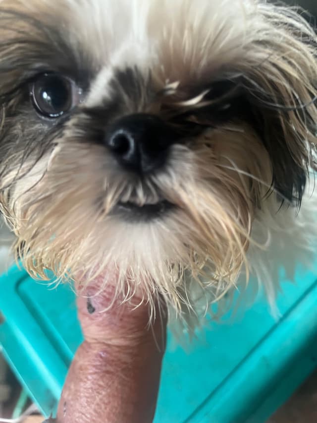 Shih Tzu Puppies, Napa Valley wine country, media 5