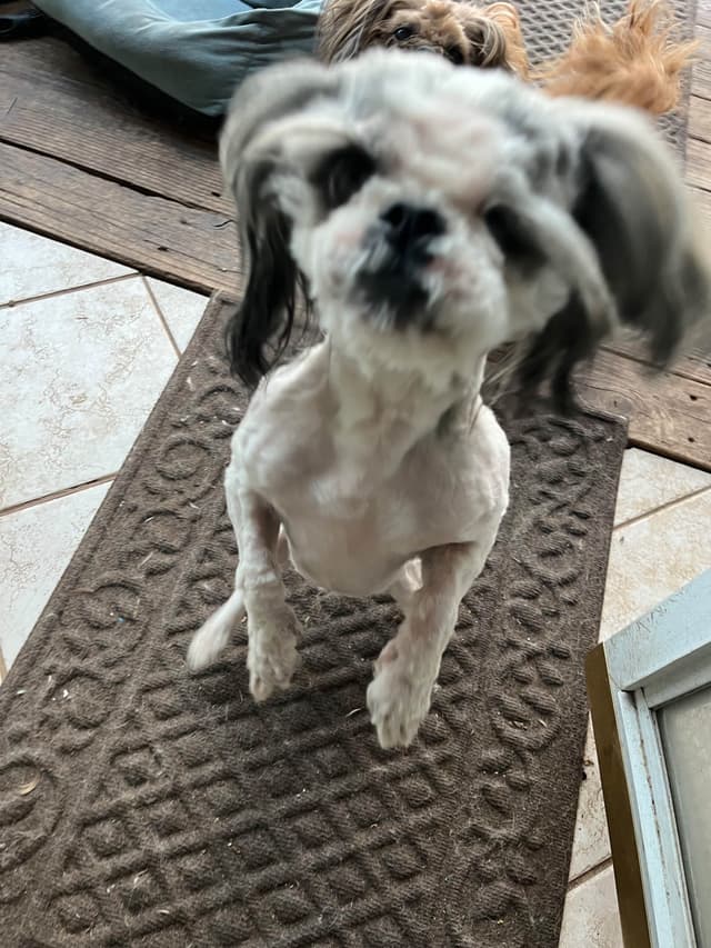 . He's such a good boy, so sweet and very well ca behaved media 10