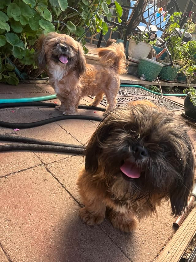 Shih Tzu Puppies, Napa Valley wine, country, Ca. media 3