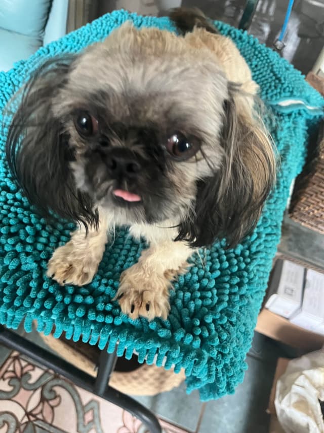 Shih Tzu Puppies Napa Valley wine country media 4