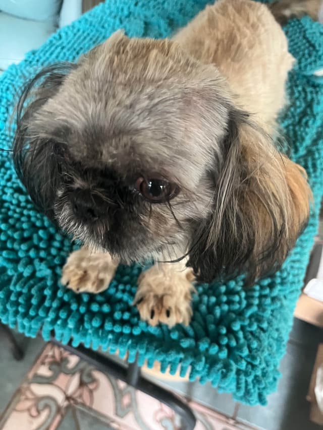 Shih Tzu Puppies Napa Valley wine country media 5