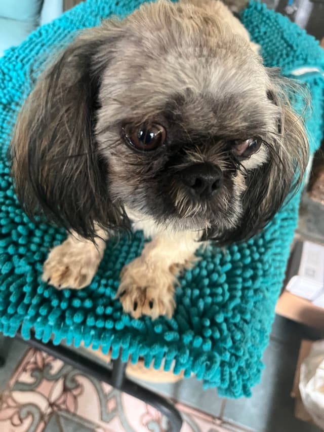Shih Tzu Puppies Napa Valley wine country media 6