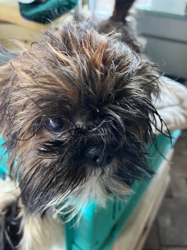Shih Tzu Puppies, Napa Valley wine country, media 6