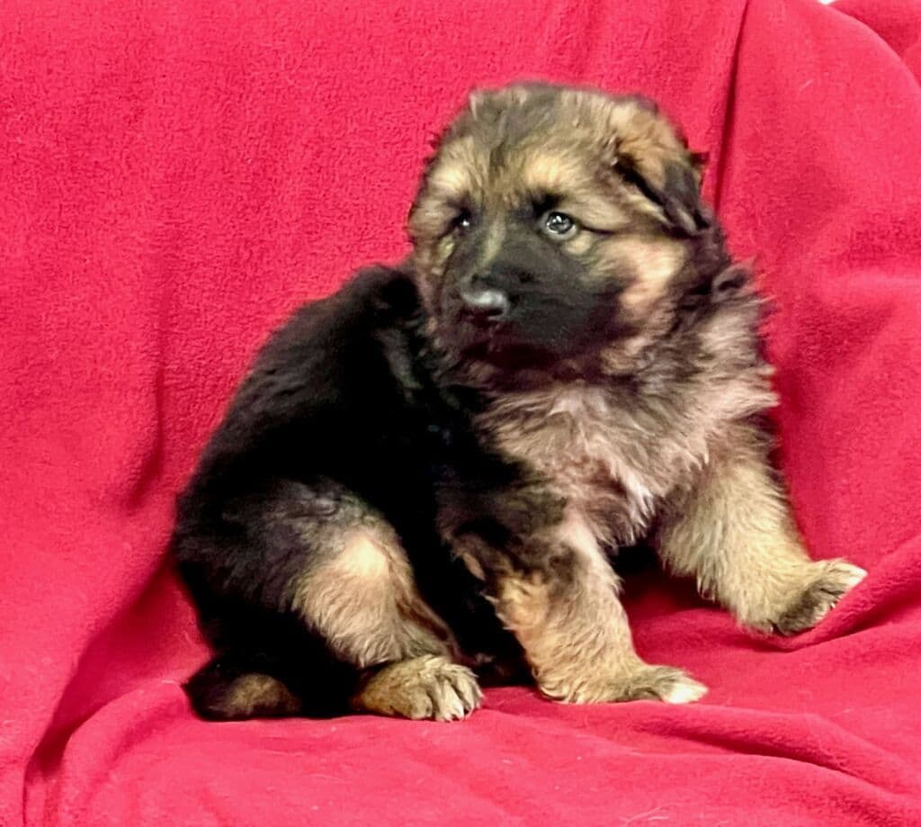 AKC English  Bulldog Puppies breeder image 9