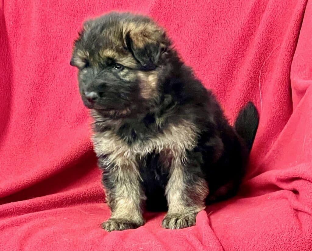 AKC English  Bulldog Puppies breeder image 10