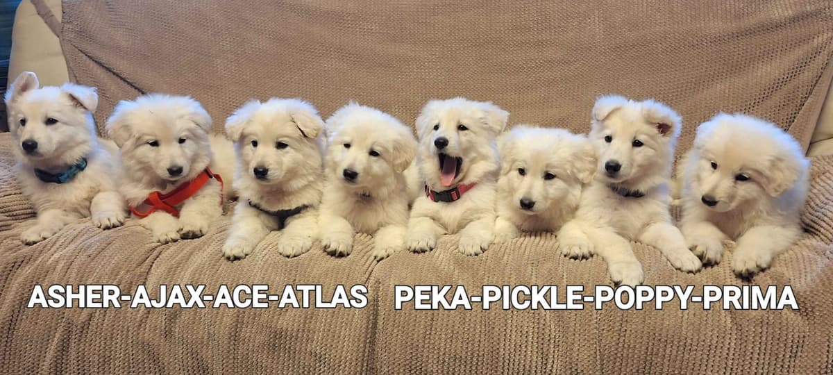 AKC English  Bulldog Puppies breeder image 11