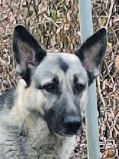 Silver German Shepherd litter! media 10