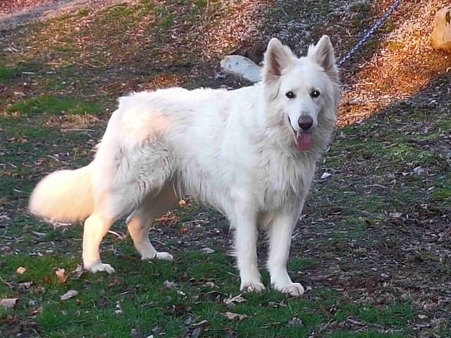 Silver German Shepherd litter! media 9