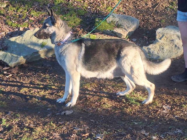 Silver German Shepherd litter! media 11