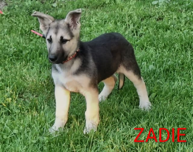 Silver German Shepherd litter! media 2