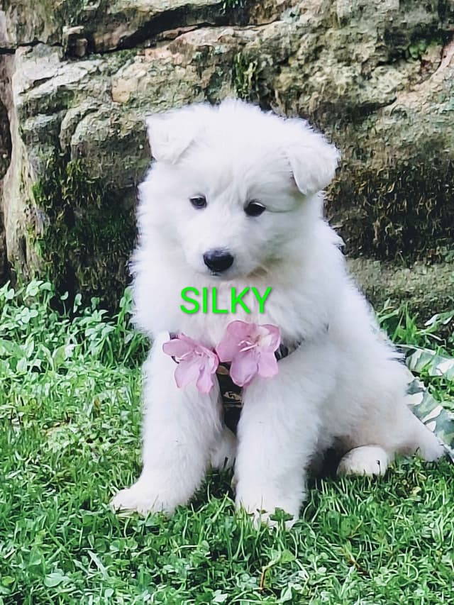AKC White Longcoat German Shepherd pups!! media 2