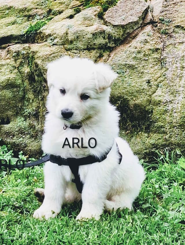 AKC White Longcoat German Shepherd pups!! media 3