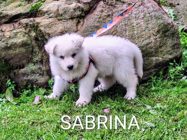 AKC White Longcoat German Shepherd pups!! media 4