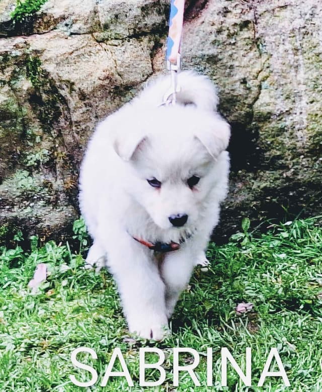 AKC White Longcoat German Shepherd pups!! media 6