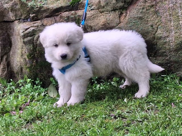 AKC White Longcoat German Shepherd pups!! media 7