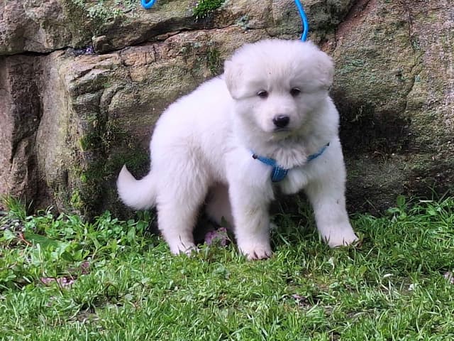 AKC White Longcoat German Shepherd pups!! media 8