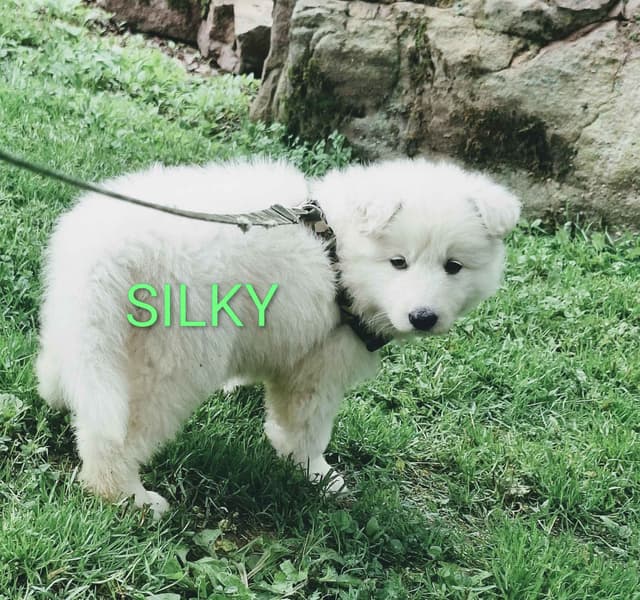 AKC White Longcoat German Shepherd pups!! media 9