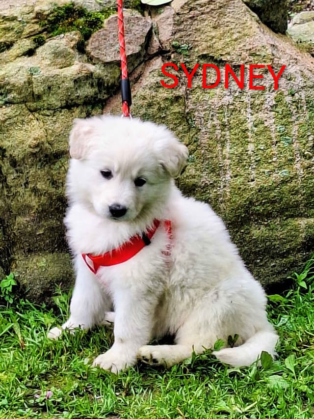 AKC White Longcoat German Shepherd pups!! media 10