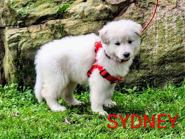 AKC White Longcoat German Shepherd pups!! media 12