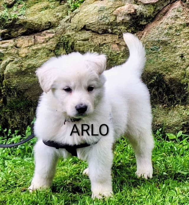 AKC White Longcoat German Shepherd pups!! media 11