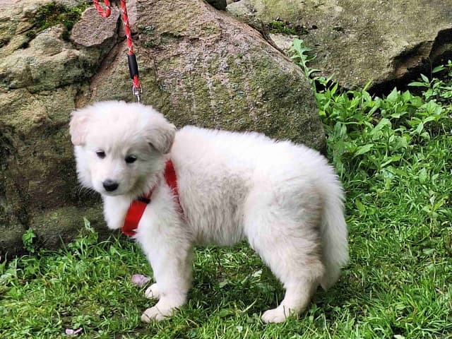 AKC White Longcoat German Shepherd pups!! media 13