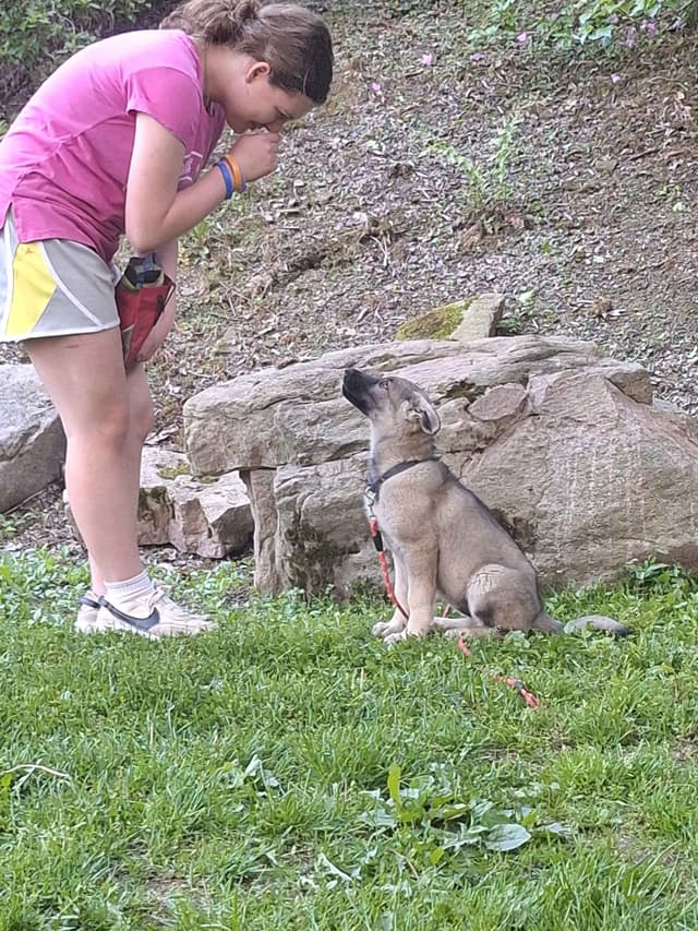 Silver German Shepherd litter! media 4