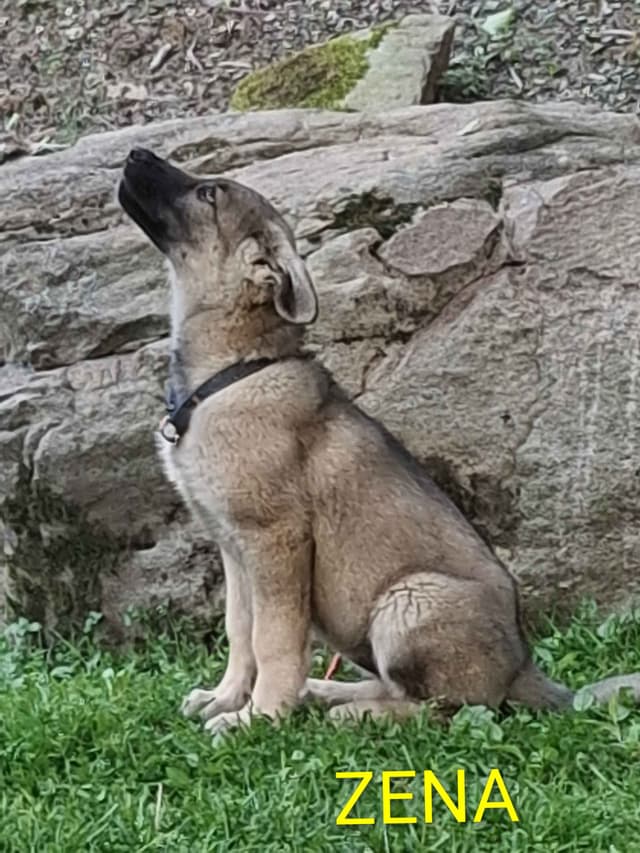 Silver German Shepherd litter! media 7