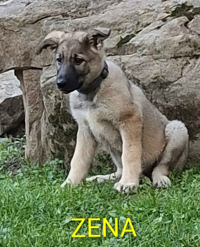 Silver German Shepherd litter! media 5