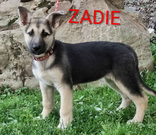 Silver German Shepherd litter! media 6