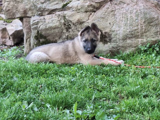 Silver German Shepherd litter! media 8