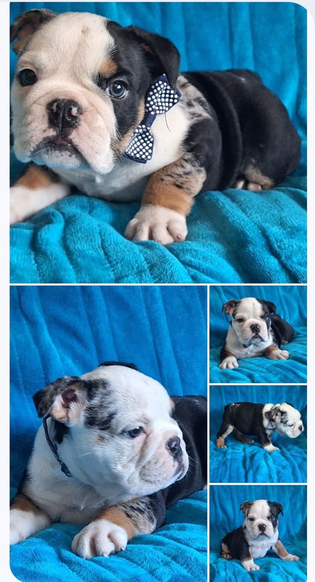 AKC English  Bulldog Puppies media 2