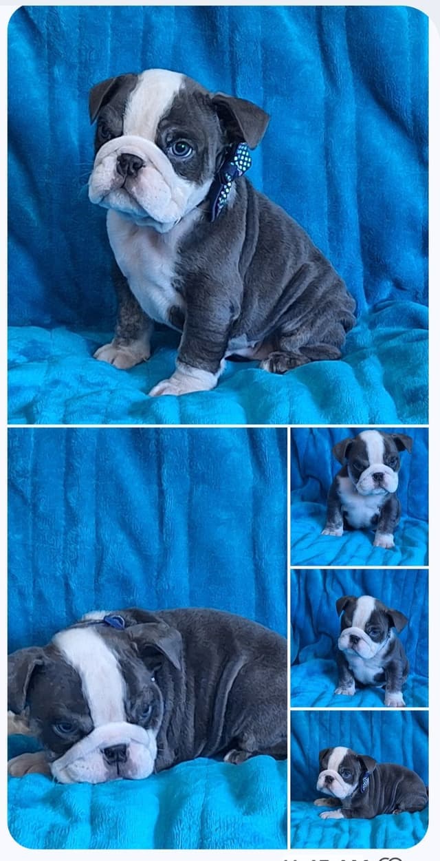 AKC English  Bulldog Puppies media 3