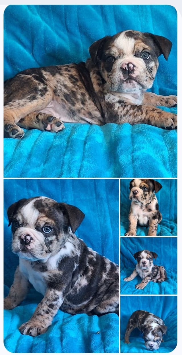 AKC English  Bulldog Puppies media 4