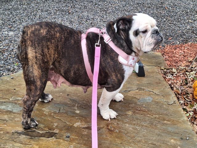 AKC English  Bulldog Puppies media 5
