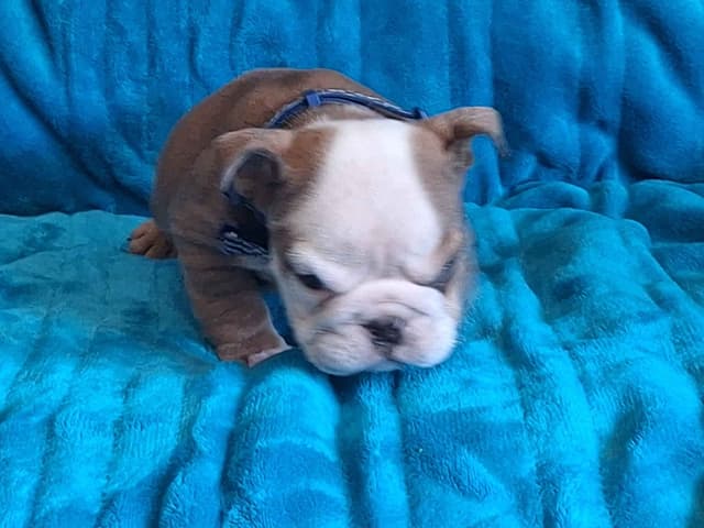AKC English  Bulldog Puppies media 7